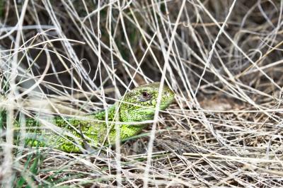 Прикрепленное изображение: DSC_0114_s.jpg